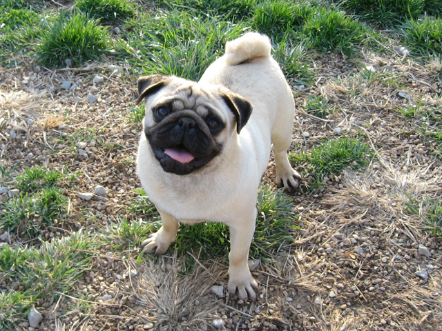 akc pug home