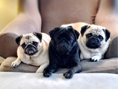 Pugs